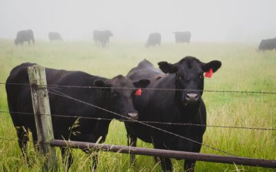 MFBF joins other Farm Bureaus in sending letter to USDA regarding beef market volatility