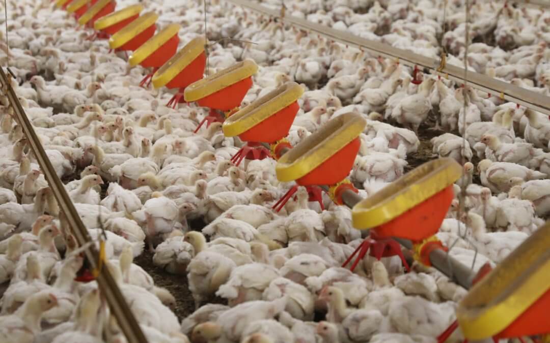 Bipartisan, Bicameral Group Urges Expedited Relief for Chicken Growers