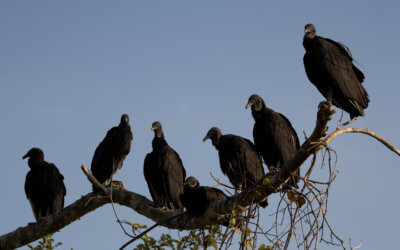 MFBF Issuing Black Vulture Depredation Permits