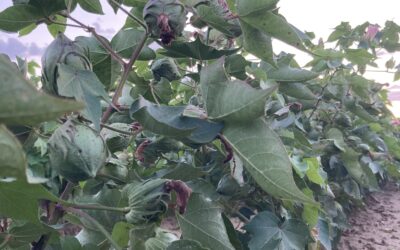 Opportunity for growers to submit comment to the U.S. EPA about the importance of low volatility dicamba product.