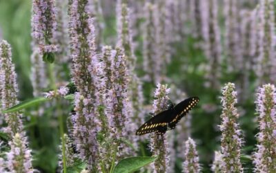 All the Buzz: MFBF Celebrates Pollinator Week 2024