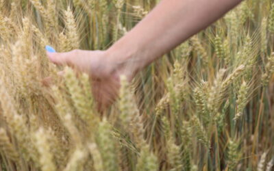 Wheat Essential in So Many Ways, On and Off the Farm
