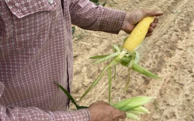 Corn Plays Crucial Role in State’s Sustainable Farming Practices