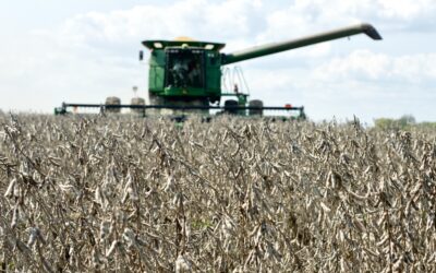 Mississippi’s Top Row Crop Impacted by Pesticide Policy Issues