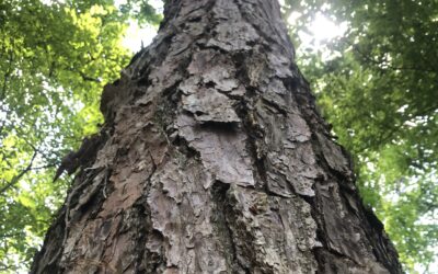 MFBF and MFA Ask USDA Sec. Rollins and USTR Greer to Encourage European Union to Reconsider Trade Barrier