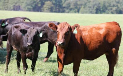 MS Farm Bureau Federation, AFBF Urge Caution on Argentine Beef Plan