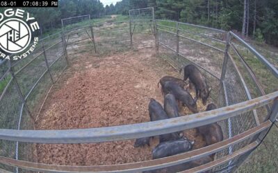 Agriculture Commissioner Andy Gipson Announces February 2026 Wild Hog Control Program Application Period